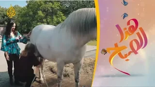 هذا الصباح ــ يشبه حليب الأمهات ويسمونه الذهب الأبيض ماذا تعرف عن حليب الفرس  هذا الصباح ــ يشبه حليب الأمهات ويسمونه الذهب الأبيض ماذا تعرف عن حليب الفرس