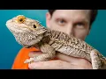 Download Lagu I Adopted a Pet Dragon (Not What I Expected)