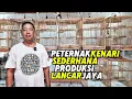 Download Lagu PETERNAK KENARI‼️Metode SEDERHANA produksi LANCAR JAYA...
