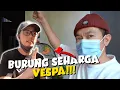 Download Lagu BURUNG KESAYANGAN TUKER SAMA VESPA KESAYANGAN