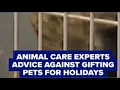 Experts advise against gifting pets for the holidays