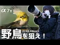 Lagu 【超望遠】Sony α7 V｜野鳥の水浴び・飛び込み 作例200枚超｜FE 400-800mm POV