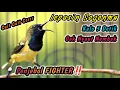 Download Lagu AAS VOOR TROTOLAN SOGON OM GACOR SNEL TE REAGEREN OP GACOR NGKLEPER‼️SOGON ZAL AUTOMATISCH WOEDE ZIJN