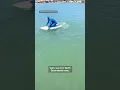 Download Lagu Disbelief as man paddles in crocodile infested waters despite surrounding warning signs