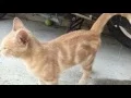 My backyard classic tabby cat