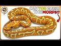 Let s learn how to Identify Ball Python Genetics again