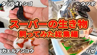 【総集編】スーパーの生き物全部飼う
