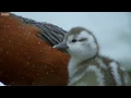 Download Lagu Baby Duck Risks Getting Swept Away in Current | Wild Patagonia | BBC Earth