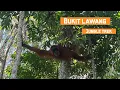 Download Lagu Orang-oetan JUNGLE TOCHT in Bukit Lawang - Thomas Leaf Monkey, Viper Snake, Tuben, Hiken en Meer..