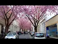 Download Lagu 2021 Bonn Altstadt Kirschblüte Cherry Blossoms Evening Walking Tour