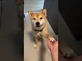 Lagu Poor Shiba Unable To Pay Rent, Has To Use Alternative Methods