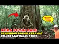 Download Lagu Viral !! Kejadian Nyata Di Jawa Timur Kemunculan Sosok Kera Putih Gaib Penunggu Pohon Keramat