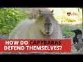How do Capybaras Defend Themselves