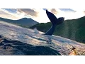 AMAZING Humpback Whale SLAPS Tail at Kayakers