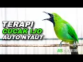Download Lagu TERAPI CUCAK IJO GACOR AUTO NYAUT COCOK UNTUK MENAIKKAN EMOSI BIRAHI BURUNG AGAR CEPAT ON FIRE