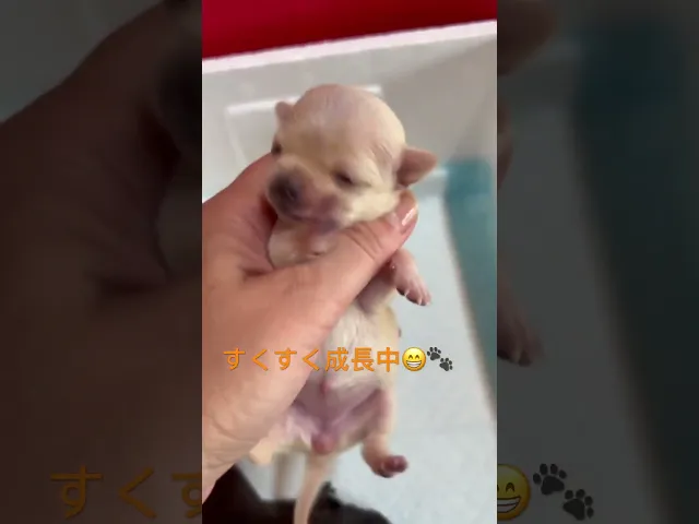 動画