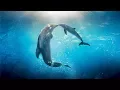 Download Lagu Healing songs of Dolphins \u0026 Whales | Deep Meditative Music for Harmony of Inner Peace