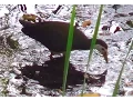 Download Lagu White-breasted Waterhen Bird Video