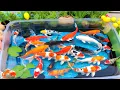 Unboxing IKan Hias Warna Warni,Ikan Cupang,Ikan Koi,Ikan Komet,Ikan Koki,Kura Kura Brazil,Guppy