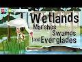 Wetlands Marshes Swamps and Everglades