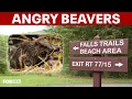 Maryland lake closes after second rabid beaver attack in two weeks