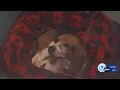 CNYSPCA hold Get Your Pet On adoption event