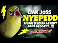 Ciak Joss Kecial Kuning NYEPEED‼️Ampuh Bikin Keciap LEMOT Jadi GESIT✅