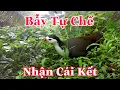 Download Lagu Lần Đầu Thử Bẫy Chim Quốc Bằng Bẫy Tự Chế Nhận Cái Kết Đắng