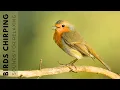 Download Lagu Birds Singing - 11 Hour Bird Sounds Relaxation, Soothing Nature Sounds, Birds Chirping
