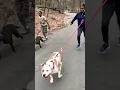 Xl Bully Extreme Workout DDK9 vs Razor Edge