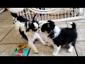 Chihuahua puppy update-temperament differences
