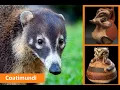 Coatimundi The Forgotten Sacred Animal of the Southwest