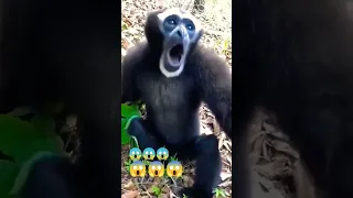 Gibbon Monkey Sounds Animal Behaviour Viral Video 