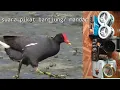Download Lagu Suara pikat super burung  bantiung/mandar tatah ibak