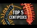 Download Lagu Top 5 BIGGEST Centipedes in the WORLD!