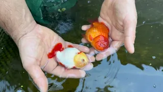 Organizing all my fish in the greenhouse