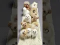Download Lagu Anak anjing Lucu Lucu Bikin Gemes - baby dogs #shorts