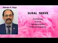 SURAL NERVE