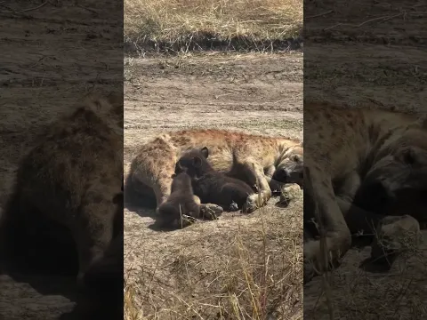 Hyena nursing her pups