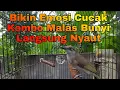 Download Lagu Cucak Kombo Gacor Untuk Masteran Atau PAncingan Cucak Kombo Malas Bunyi Dan Burung Kicau Lainnya