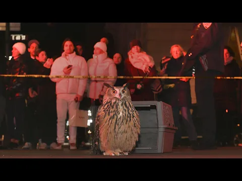 WILD INSIDE - Flaco the Owl Documentary - Official Theatrical Trailer - In Theaters July 31st