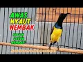 Download Lagu Sogon Gacor nembak nembak pancingan jitu agar sogonmu ikut gacor