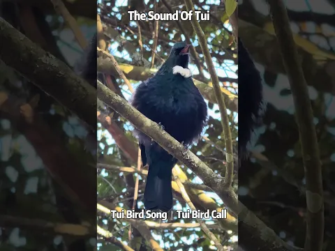 The Sound Of Tui ｜Tui Bird Song｜Tui Bird Call