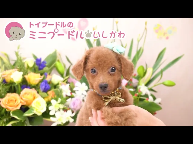 動画