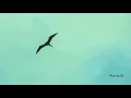 Arms Of A Woman - Amos Lee - Lyric Video