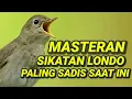 Download Lagu 🎬 Masteran Sikatan Londo Paling Sadis Saat Ini | Suara Terbaik Sepanjang Masa ✅ #sikatanlondo 