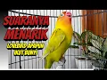 Download Lagu Tidak Di SANGKA, Suara Burung Lovebird Ngekek Panjang ini, MENARIK Lovebird Lain Untuk Ikut BUNYI