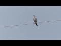 Download Lagu White-winged Dove, calling once