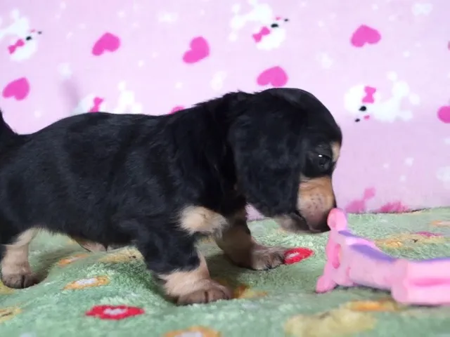 動画