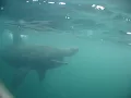 Close Encounter With A Basking Shark